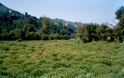 baltac� deresi boyunda bir �ayl�k