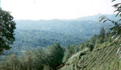 kurtulu�tan of s�rtlar�